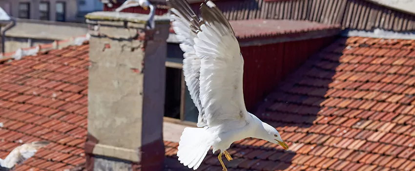 Residential Chimney Animal Removal Solution in Mountlake Terrace, WA