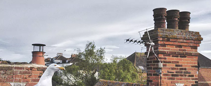 Chimney Cleaning And Restoration in Mountlake Terrace, Washington